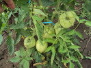 DSC00781