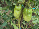 DSC00790