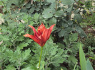DSC00803