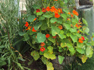 DSC00804