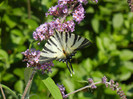 Papilio glaucus (2012, June 22)