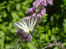 Papilio glaucus (2012, June 22)