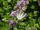 Papilio glaucus (2012, June 22)