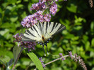 Eastern Tiger Swallowtail (2012, Jun.22)