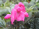 Lathyrus latifolius (2012, May 27)