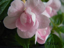 Double Pink Rose 24-06-2012'