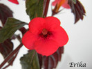 Red Elfe 24-06-2012