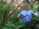 Plumbago