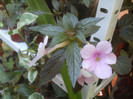 Achimenes Dot