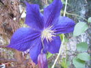 clematis