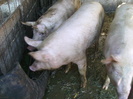 Porci 001