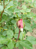 P1020782