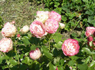 P1020871