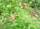 P1020787