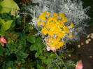 CIMG6096