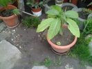 brugmansia alba(surpriza a inflorit roz ).