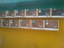 colivii canari 023--=65lei
