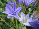 Triteleia laxa Queen Fabiola (2012,Jun.25)