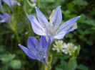 Triteleia laxa Queen Fabiola (2012,Jun.25)