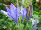 Triteleia laxa Queen Fabiola (2012,Jun.25)