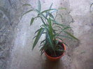 longifolia Alii