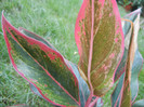 Aglaonema Crete (2012, June 26)