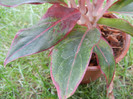 Aglaonema Crete (2012, June 26)