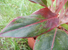 Aglaonema Crete (2012, June 26)