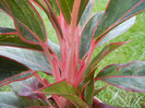 Aglaonema Crete (2012, June 26)