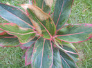 Aglaonema Crete (2012, June 26)