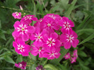 DSCF7801