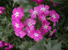 DSCF7802