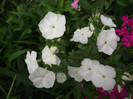 DSCF7803