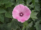 DSCF7809