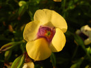 Torenia Gilded Grape (2012, June 25)