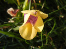 Torenia Gilded Grape (2012, June 25)