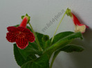 Kohleria Moa (GS)