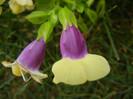 Torenia Gilded Grape (2012, June 26)