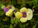 Torenia Gilded Grape (2012, June 26)