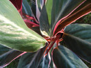 Calathea Triostar (2012, June 25)