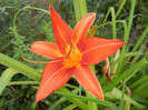 Hemerocallis Red (2012, June 25)