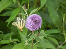 Eastern Tiger Swallowtail (2012, Jun.26)