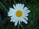 Ox-eye Daisy (2012, June 25)