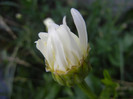 Leucanthemum vulgare (2012, June 25)