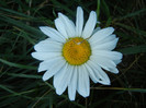 Ox-eye Daisy (2012, June 25)