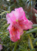 Portulaca grandiflora (2012, June 25)