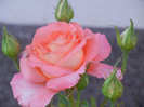 Bright Salmon Rose (2012, June 20)