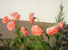 Bright Salmon Rose (2012, June 24)