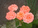 Bright Salmon Rose (2012, June 26)