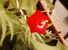 26 iunie 2012-flori 007